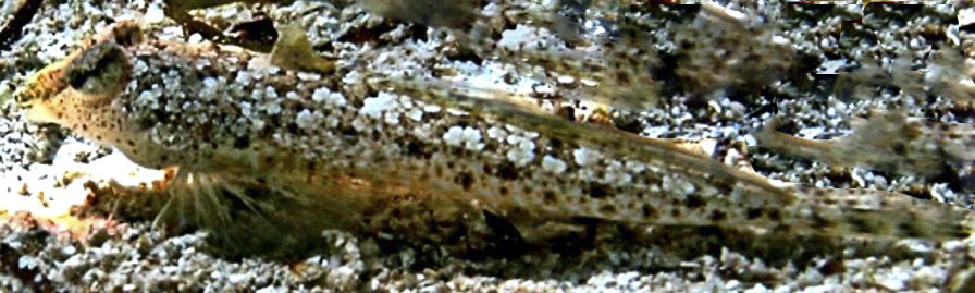 Callionymus risso_0321